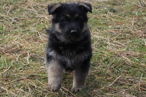 Medium Photo #1 German Shepherd Dog Puppy For Sale in EVANS, WA, USA