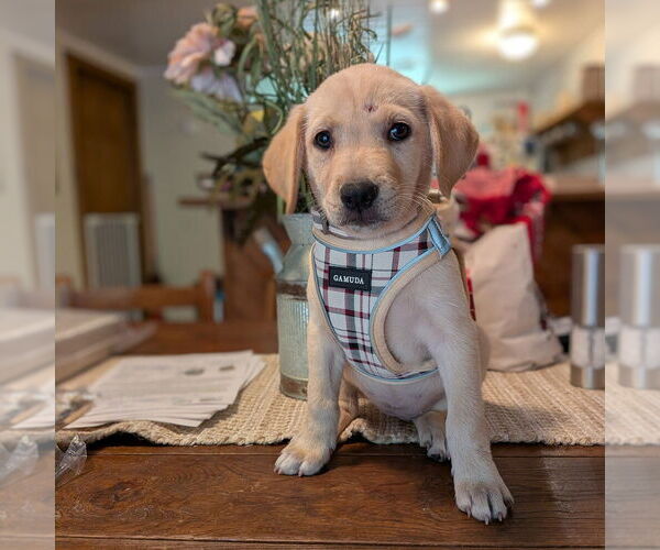 Medium Photo #7 Golden Retriever-Unknown Mix Puppy For Sale in Vail, AZ, USA