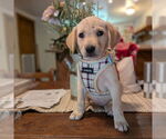 Small #6 Golden Retriever Mix