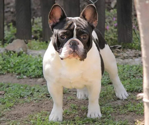 French Bulldog Puppy for sale in Bor, Central Serbia, Serbia