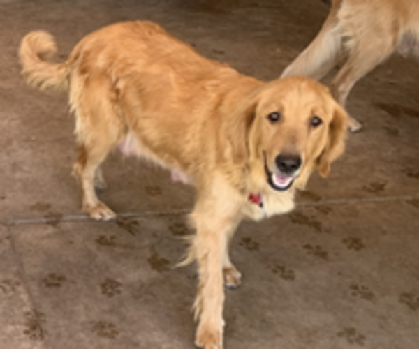 Medium Photo #1 Golden Retriever Puppy For Sale in BLOOMINGTON, CA, USA