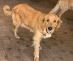 Small Photo #1 Golden Retriever Puppy For Sale in BLOOMINGTON, CA, USA