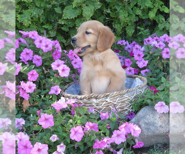 Medium Photo #5 Golden Retriever Puppy For Sale in THORP, WI, USA