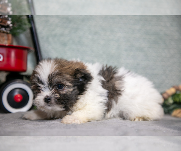 Medium Photo #3 Shiranian Puppy For Sale in SHILOH, OH, USA