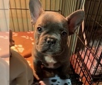Small Photo #1 French Bulldog Puppy For Sale in PUYALLUP, WA, USA