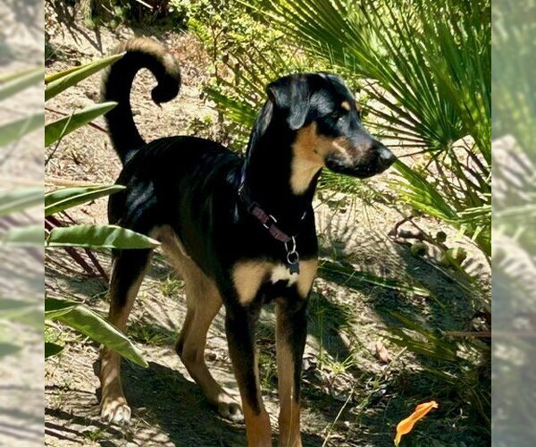 Medium Photo #4 German Shepherd Dog-Unknown Mix Puppy For Sale in San Juan Capistrano, CA, USA