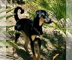 Small #3 German Shepherd Dog Mix