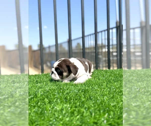 Medium Photo #8 English Bulldog Puppy For Sale in WILLIAMSBURG, OH, USA