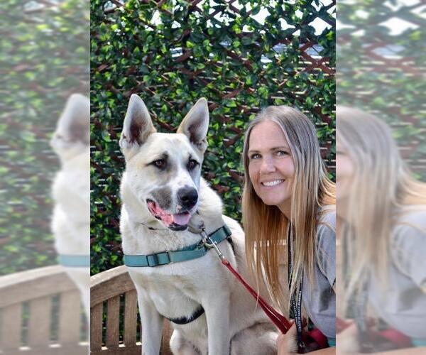 Medium Photo #4 Anatolian Shepherd-Siberian Husky Mix Puppy For Sale in Santa Barbara, CA, USA