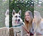 Small #3 Anatolian Shepherd-Siberian Husky Mix