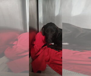 Raven - Female Feist Terrier-Unknown Mix Dog for Adoption