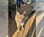 Small #3 American Pit Bull Terrier Mix