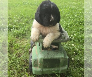 Newfoundland Puppy for sale in SPIRO, OK, USA