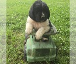 Small Newfoundland