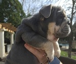 Small Photo #6 English Bulldog Puppy For Sale in SAINT CHARLES, IL, USA