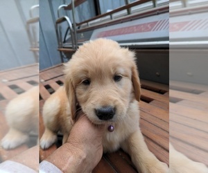 Golden Retriever Puppy for Sale in STANLEY, North Carolina USA