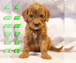 Puppy L GREEN Goldendoodle
