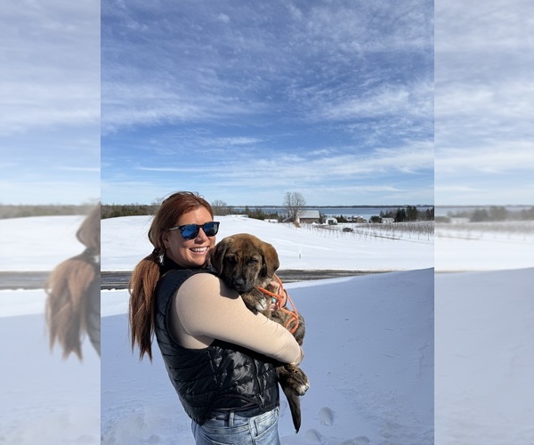 Medium Photo #9 Cane Corso Puppy For Sale in KEWADIN, MI, USA