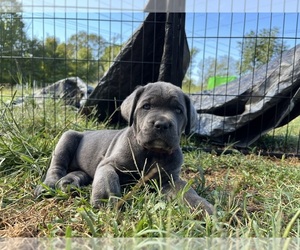 Cane Corso Puppy for sale in BEDFORD, IN, USA