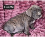 Small #1 Cane Corso