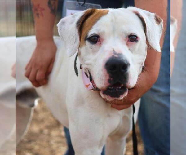 Medium Photo #1 Boxer-Unknown Mix Puppy For Sale in San Antonio, TX, USA