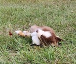 Small Photo #9 Australian Shepherd Puppy For Sale in MARIANNA, FL, USA