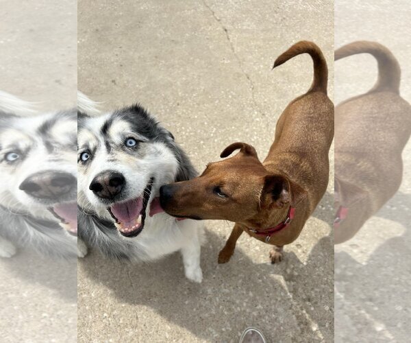 Medium Photo #3 Mutt Puppy For Sale in Kansas City, MO, USA