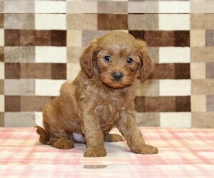 Cavapoo (Miniature) Puppy for sale in DENVER, PA, USA