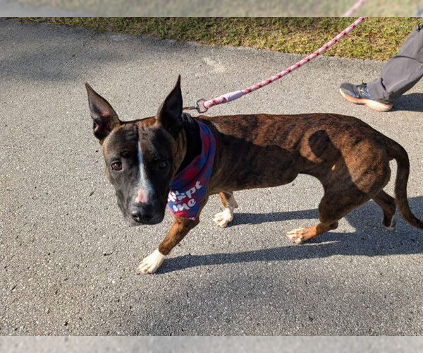 Medium Photo #2 American Pit Bull Terrier-Unknown Mix Puppy For Sale in Ocala, FL, USA
