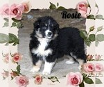 Puppy Rosie Australian Shepherd