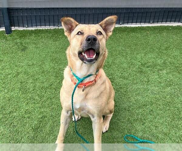 Medium Photo #3 German Shepherd Dog-Unknown Mix Puppy For Sale in Orange, CA, USA