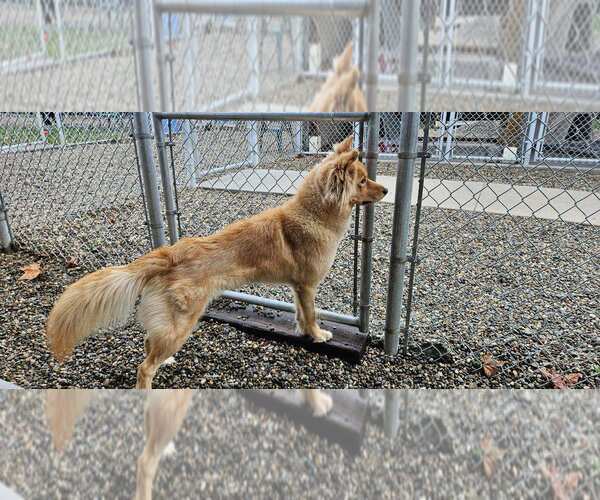 Medium Photo #2 Goberian Puppy For Sale in Emmett, ID, USA