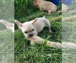 Small Photo #6 French Bulldog Puppy For Sale in PASCO, WA, USA
