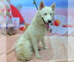 Small Siberian Husky