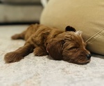 Small Photo #14 Goldendoodle (Miniature) Puppy For Sale in GILBERT, AZ, USA