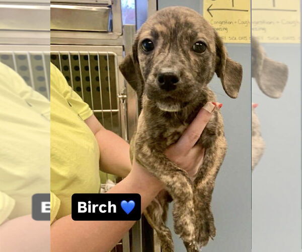 Medium Photo #2 Mutt Puppy For Sale in Brewster, NY, USA