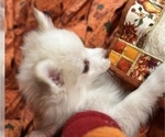 Small Photo #21 Pomsky Puppy For Sale in GOLDEN VALLEY, AZ, USA