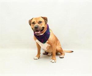 Mastiff Dogs for adoption in Sanford, FL, USA