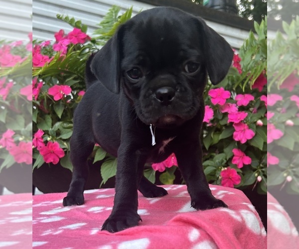 Medium Photo #14 Puggle Puppy For Sale in ELKTON, VA, USA