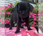 Small #13 Puggle