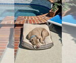 Small #47 American Staffordshire Terrier Mix