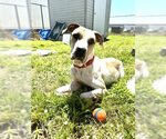 Small Photo #5 Great Dane-Unknown Mix Puppy For Sale in North Myrtle Beach, SC, USA