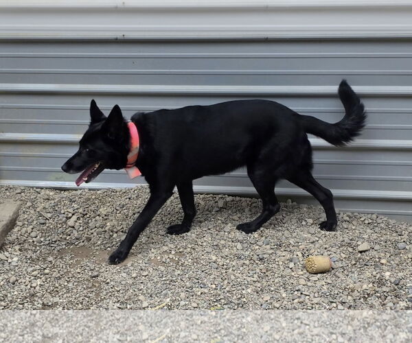 Medium Photo #3 German Shepherd Dog-Unknown Mix Puppy For Sale in Woodsfield, OH, USA