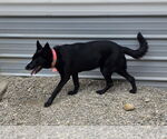 Small #2 German Shepherd Dog Mix