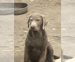 Small #13 Labrador Retriever