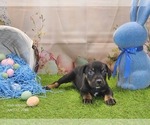 Small #2 Catahoula Leopard Dog