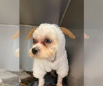 Small #3 Shih Tzu
