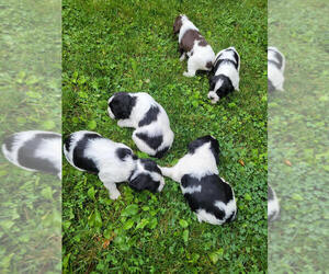 English Springer Spaniel Puppy for sale in AITKIN, MN, USA