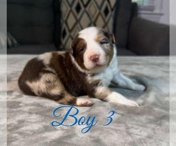 Medium Photo #27 Australian Shepherd Puppy For Sale in SALISBURY, NC, USA