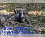 Small #7 American Pit Bull Terrier
